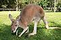 Kangaroo, Australia Zoo