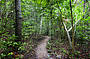 Island Rainforest walks