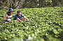 Pick your own strawberries at Beerenberg