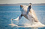 Hervey Bay Half Day Whale Watching, Morning